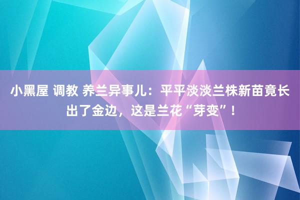 小黑屋 调教 养兰异事儿：平平淡淡兰株新苗竟长出了金边，这是兰花“芽变”！