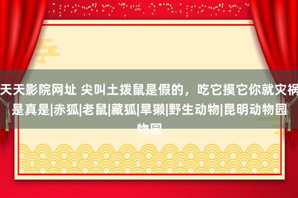 天天影院网址 尖叫土拨鼠是假的，吃它摸它你就灾祸是真是|赤狐|老鼠|藏狐|旱獭|野生动物|昆明动物园